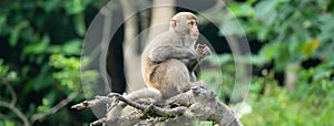 Formosan macaque, Formosan rock monkey also named Taiwanese macaque in the wild