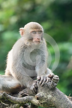 Formosan macaque, Formosan rock monkey also named Taiwanese macaque in the wild