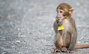 Formosan macaque, Formosan rock monkey also named Taiwanese macaque in the wild