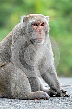 Formosan macaque, Formosan rock monkey also named Taiwanese macaque in the wild
