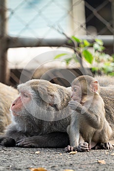 Formosan macaque, Formosan rock monkey also named Taiwanese macaque in the wild