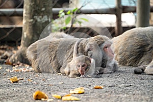 Formosan macaque, Formosan rock monkey also named Taiwanese macaque in the wild