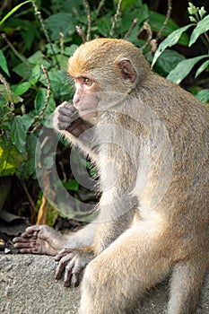 Formosan macaque, Formosan rock monkey also named Taiwanese macaque in the wild