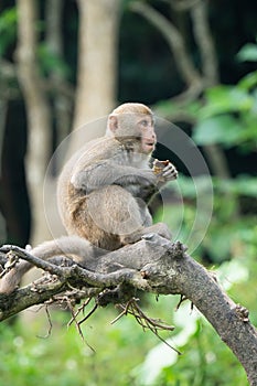 Formosan macaque, Formosan rock monkey also named Taiwanese macaque in the wild