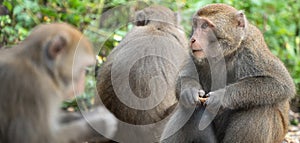 Formosan macaque, Formosan rock monkey also named Taiwanese macaque in the wild