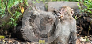 Formosan macaque, Formosan rock monkey also named Taiwanese macaque in the wild