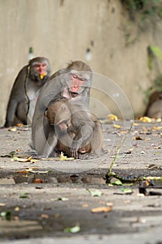 Formosan macaque, Formosan rock monkey also named Taiwanese macaque in the wild