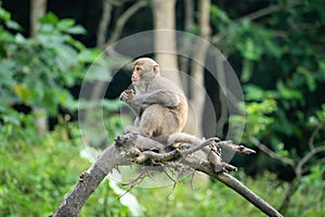 Formosan macaque, Formosan rock monkey also named Taiwanese macaque in the wild