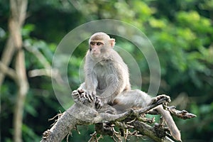 Formosan macaque, Formosan rock monkey also named Taiwanese macaque in the wild