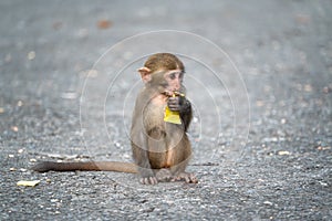 Formosan macaque, Formosan rock monkey also named Taiwanese macaque in the wild