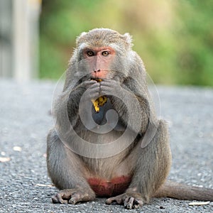 Formosan macaque, Formosan rock monkey also named Taiwanese macaque in the wild