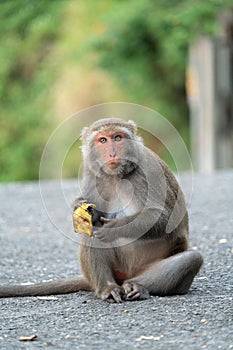 Formosan macaque, Formosan rock monkey also named Taiwanese macaque in the wild