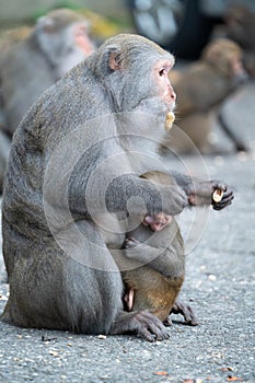 Formosan macaque, Formosan rock monkey also named Taiwanese macaque in the wild