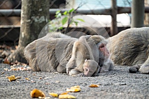 Formosan macaque, Formosan rock monkey also named Taiwanese macaque in the wild