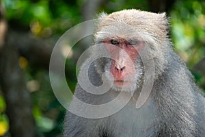 A Formosan macaque lives in Shoushan National Nature Park of Kaohsiung city, Taiwan, also called Macaca cyclopis.