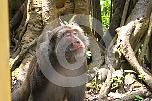 A Formosan macaque lives in Shoushan National Nature Park of Kaohsiung city, Taiwan, also called Macaca cyclopis.