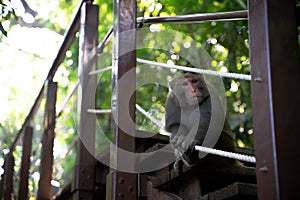 A Formosan macaque lives in Shoushan National Nature Park of Kaohsiung city, Taiwan, also called Macaca cyclopis.