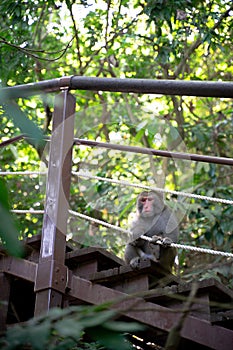 A Formosan macaque lives in Shoushan National Nature Park of Kaohsiung city, Taiwan, also called Macaca cyclopis.