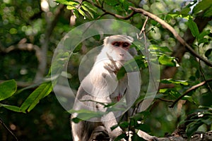 A Formosan macaque lives in Shoushan National Nature Park of Kaohsiung city, Taiwan, also called Macaca cyclopis.