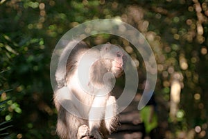 A Formosan macaque lives in Shoushan National Nature Park of Kaohsiung city, Taiwan, also called Macaca cyclopis.