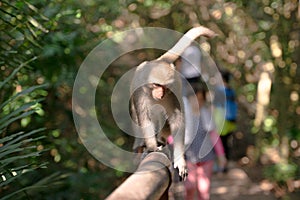 A Formosan macaque lives in Shoushan National Nature Park of Kaohsiung city, Taiwan, also called Macaca cyclopis.