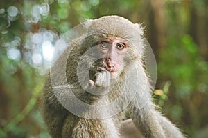 A Formosan macaque lives in Shoushan National Nature Park of Kaohsiung city, Taiwan, also called Macaca cyclopis.