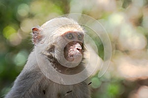 A Formosan macaque lives in Shoushan National Nature Park of Kaohsiung city, Taiwan, also called Macaca cyclopis.