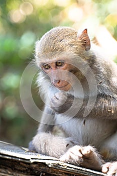 A Formosan macaque lives in Shoushan National Nature Park of Kaohsiung city, Taiwan, also called Macaca cyclopis.