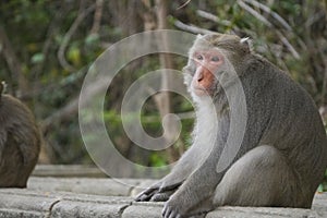 Formosan macaque in mountains of Kaohsiung city, Taiwan, also called Macaca cyclopis