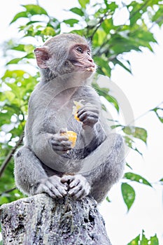 Formosan macaques eat orange(taiwanese monkey)