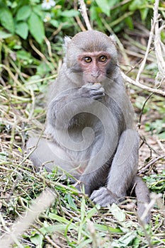 Formosan macaques eat peanut(taiwanese monkey)