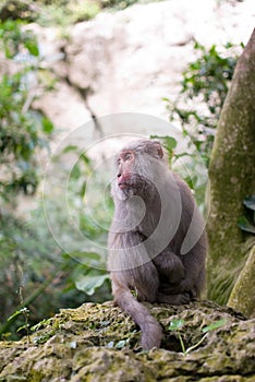 Formosan Rock Macaque