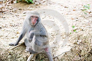 Formosan Rock Macaque
