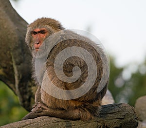 Formosan rock macaque monkey