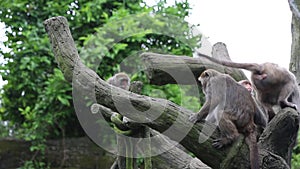 Formosan rock macaque sitting on the top the tree and eating at the zoo