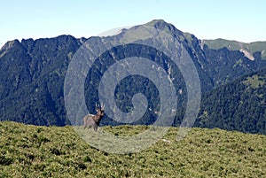 Formosan sambar and mountain