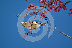 Formosan Yuhina