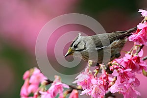 Formosan Yuhina