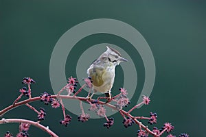 Formosan Yuhina