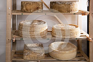Forms of cheese on the shelf for maturing