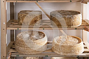 Forms of cheese on the shelf for maturing