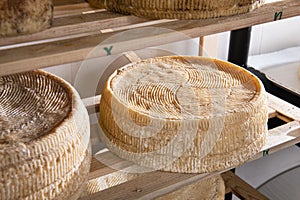 Forms of cheese on the shelf for maturing