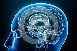 Fornix x-ray profile close-up view 3D rendering illustration with body contours. Human brain and limbic system anatomy, medical,