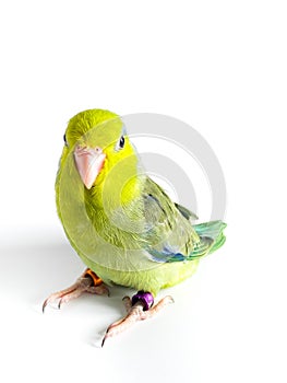 Forpus parrot bird on the white
