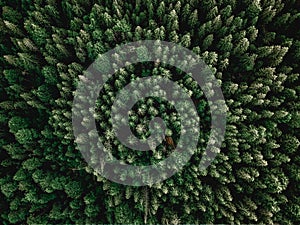 Forrest aerial shot with trees sunlight