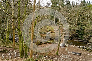 Forrest at Aira Force Waterfalls