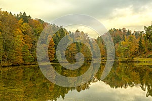 Forrest in the autumn