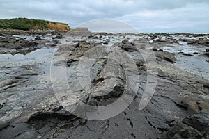 Forrest became petrified wood on a beach