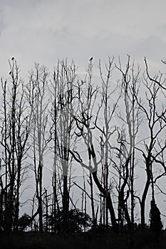 in forrest crow perched on a dry branch