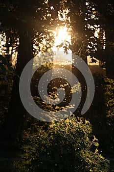 Forrest with fireflies during sunset with trees and light rays